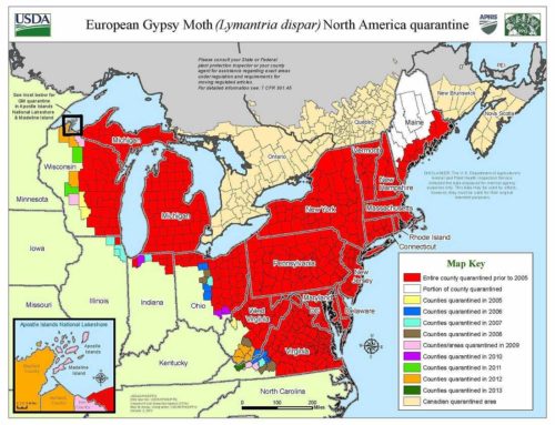 Gypsy Moths: Remove Before You Move